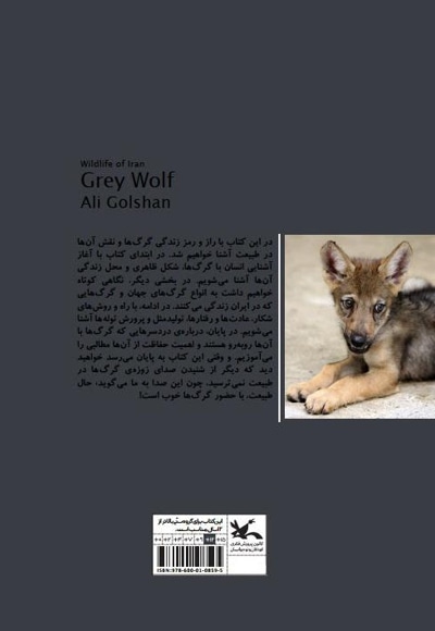 گرگ خاکستری